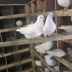 Pigeons