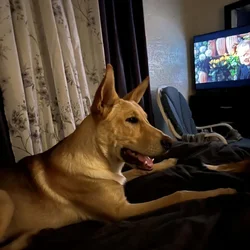 Free 8-Month-Old German Shepherd