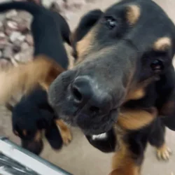 Male Bloodhounds