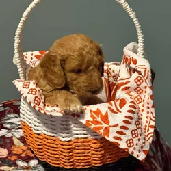 Adorable Mini Goldendoodle Puppies for Adoption