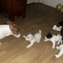 Jack Russell puppies