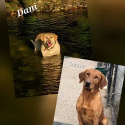 Upcoming Litter Labrador Retrievers