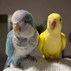 Quaker parrot 2