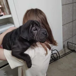 Shar pei puppies