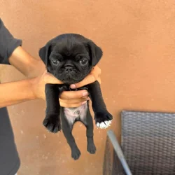 4 pug puppies