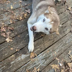 Siberian Husky for sale!