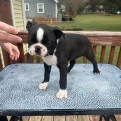 Boston Terrier Looking for FureverHome