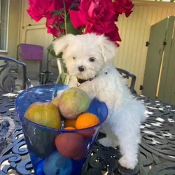 Maltese boy
