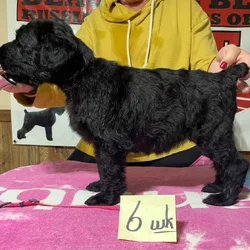Beautiful Black BRT Litter "L"