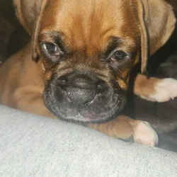 Boxer baby