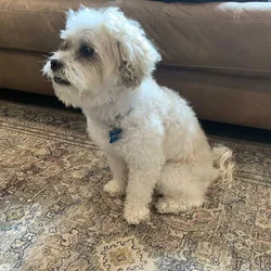 Duke - Bichon Frise Mix
