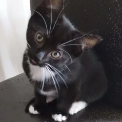 9 week old tuxedo kitten