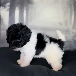 AKC Onyx