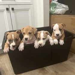 American Bully puppies 🐶