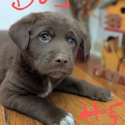 Aussie Lab pups need good home