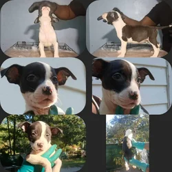 Black and white pocket bully