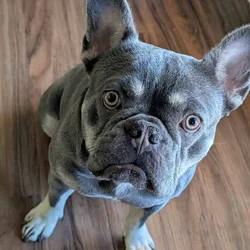 French bulldog
