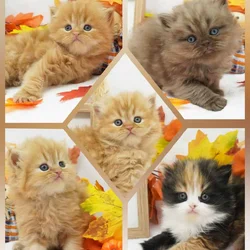 CFA Persian (longhair) and Exotic Shorthair Kitten