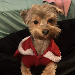 Beautiful Young Female Yorkie Needs a New Home
