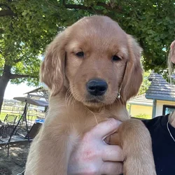 Golden Retriever Puppies
