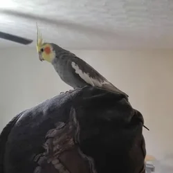 Male cockatiel