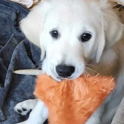 Two Golden Boys Ready for Their Forever Homes
