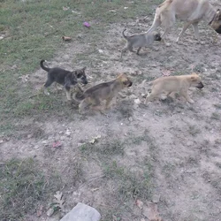 Puppies for sale