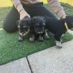 AKC Registered Minature Schnauzer Female
