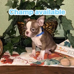 Boston Terrier puppies