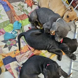 Doberman/great dane mix