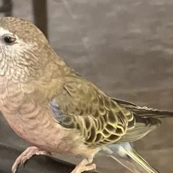 Bourke Parrot (Grass Parakeet) for Rehoming!