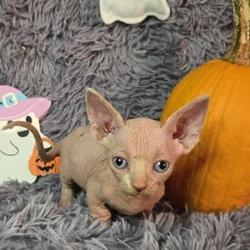 Sphynx kittens