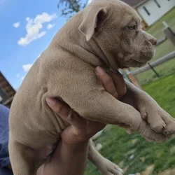 Loving and friendly dogs
