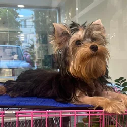 Yorkshire terrier