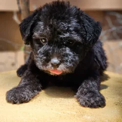 Lab Yorkie Mix