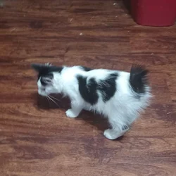 Japanese Bobtail kitten