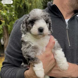 Aussiedoodles