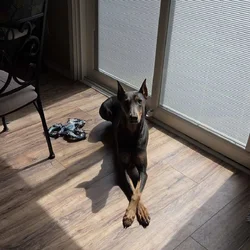 Doberman Female for Rehome