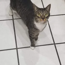 Male shorthaired cat