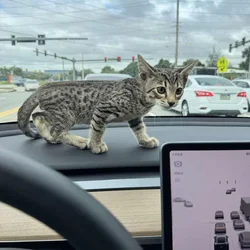 Savannah Tabby