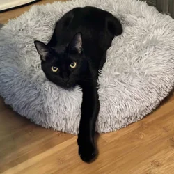 Beatiful Violet needs a home