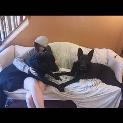 1½ y/o black male purebred german shepherd GSD