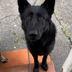 German shepherd Belgian malinois puppies for sale