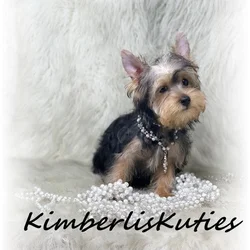 Yorkshire Terrier's Male & Female Unique Colors