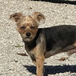 Male yorkie looking for a “date”