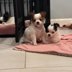 🐶 Adorable Long-Haired Chihuahua Puppies Looking