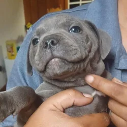 Staffordshire bull terrier pups