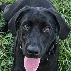 Labrador retriever AKC
