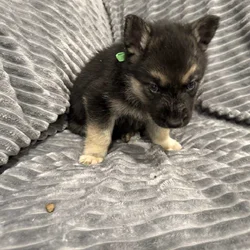 Gerberian Shepsky