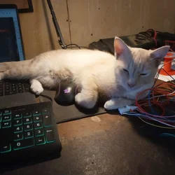 6 mo. OLD MALE CAT NEEDS RE-HOMING